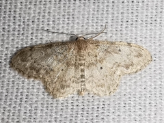 Idaea libycata