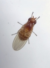 Lauxaniinae
