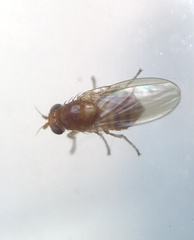 Lauxaniinae