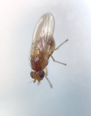 Lauxaniinae