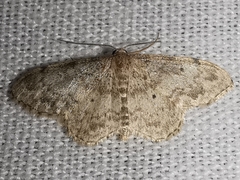 Idaea libycata