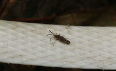 Teleonemia scrupulosa