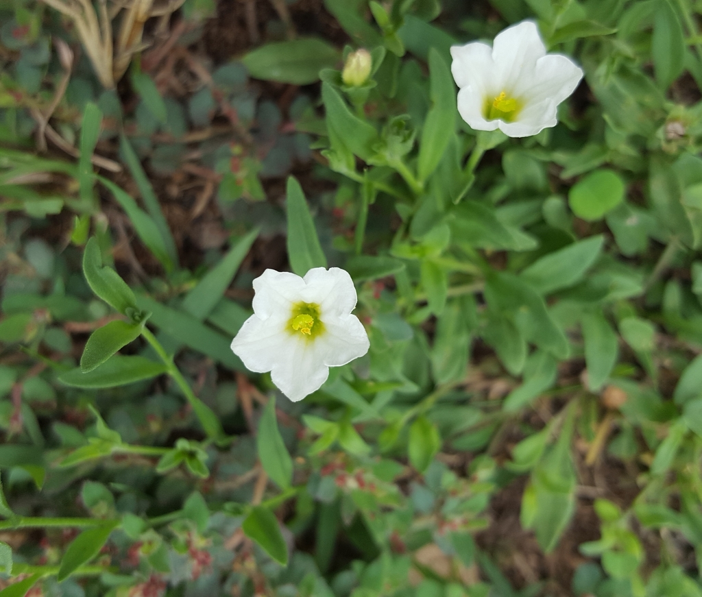 erect bouchetia