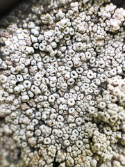 Coccotrema maritimum