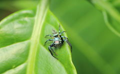 Thiania bhamoensis