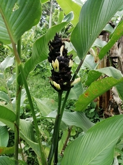 Goeppertia latifolia