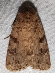 Amphipyra effusa