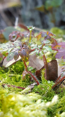 Geranium robertianum