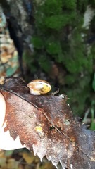 Perforatella bidentata