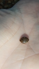 Perforatella bidentata