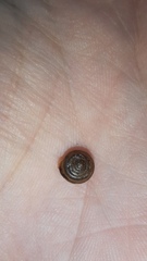 Perforatella bidentata