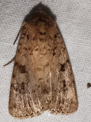 Amphipyra effusa