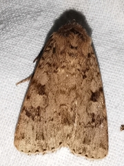 Amphipyra effusa