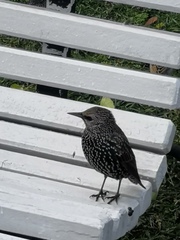 Sturnus vulgaris
