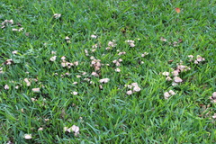 Candolleomyces candolleanus