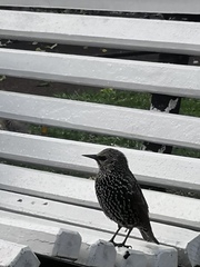 Sturnus vulgaris