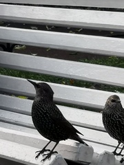 Sturnus vulgaris