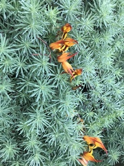 Lotus berthelotii