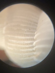 Epitonium multistriatum