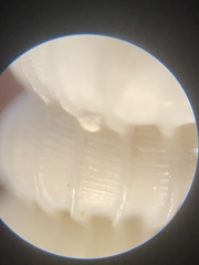 Epitonium multistriatum