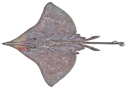 Brown Bight Skate