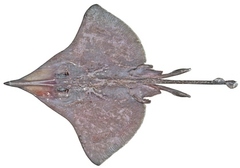 Brown Bight Skate photo 1