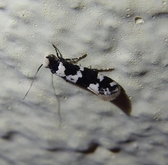 Neurothaumasia ankerella