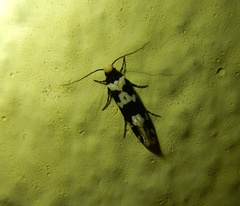 Neurothaumasia ankerella