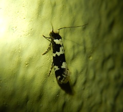 Neurothaumasia ankerella