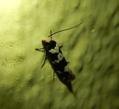 Neurothaumasia ankerella