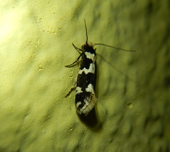 Neurothaumasia ankerella