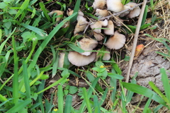 Candolleomyces candolleanus