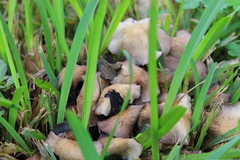 Candolleomyces candolleanus