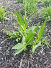 Hemerocallis