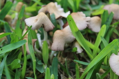 Candolleomyces candolleanus