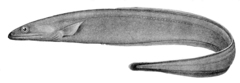 Grey Cutthroat Eel photo 2