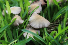 Candolleomyces candolleanus