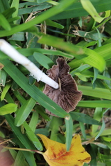 Candolleomyces candolleanus