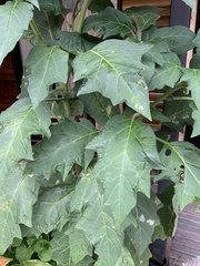 Brugmansia sanguinea