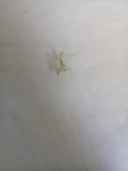 Stagmatoptera femoralis