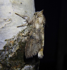 Cucullia absinthii