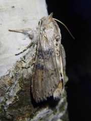 Cucullia absinthii
