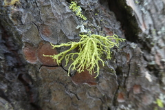 Letharia lupina