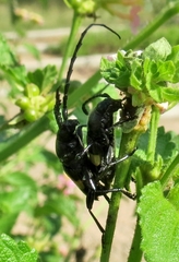 Lissonotus flavocinctus