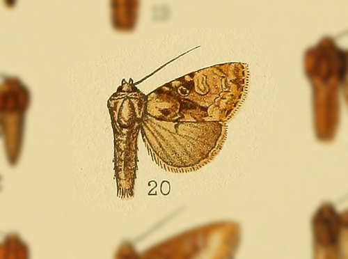 Stenopterygia khasiana · iNaturalist