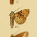 Stenopterygia khasiana - Photo (c) Andreas Manz, some rights reserved (CC BY-NC), uploaded by Andreas Manz