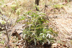 Cyphostemma lanigerum