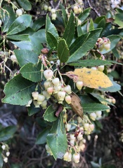 Arbutus unedo