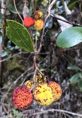 Arbutus unedo