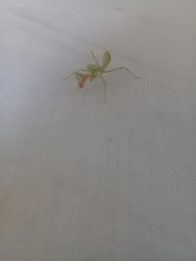 Stagmatoptera femoralis